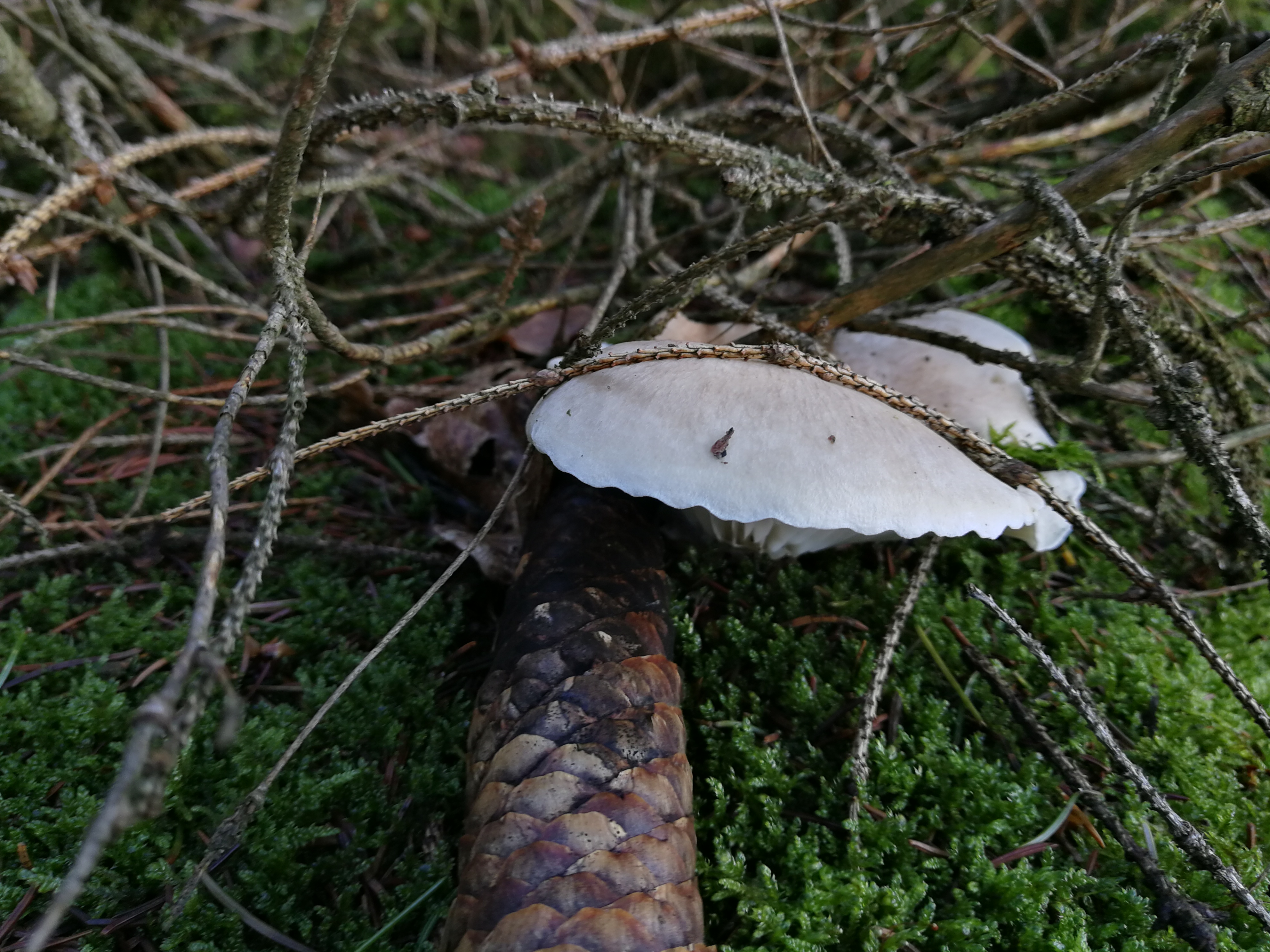 Ohrförmiger Seitling - Blick von schräg oben auf ein noch nicht ganz ausgewachsenes Exemplar. Die Fruchtkörper bleiben aber generell etwas kleiner als beim Austern- oder Lungenseitling, was aber absolut kein sicheres Unterscheidungsmerkmal ist. 